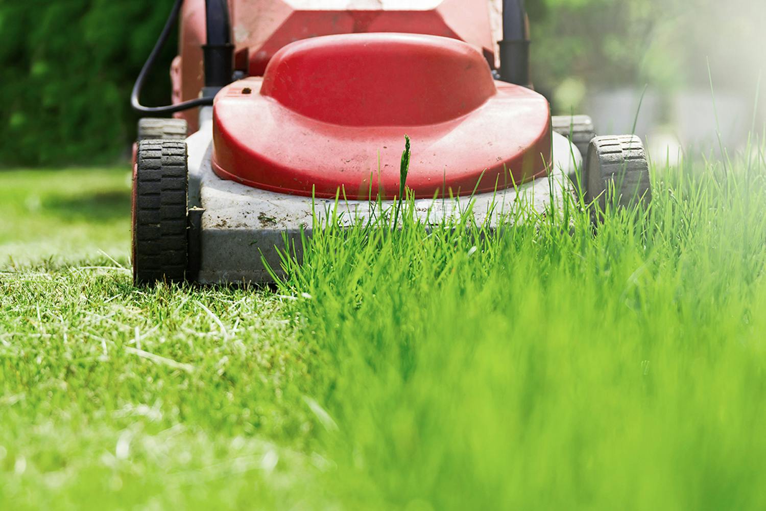 Skvallerkål i plen Skvallerkål plen